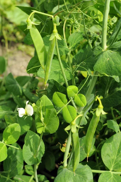 成長するエンドウ豆のブッシュ — ストック写真