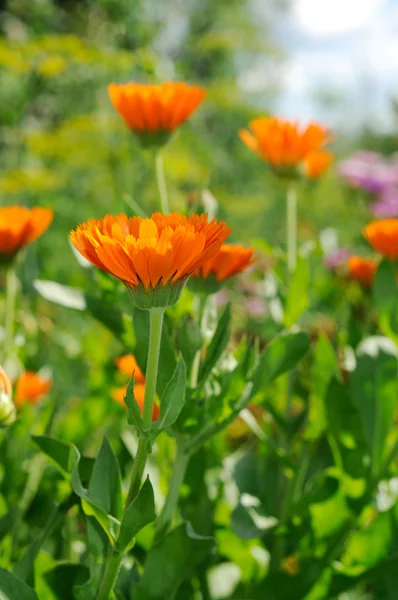 Fiore lucente di calendula — Foto Stock