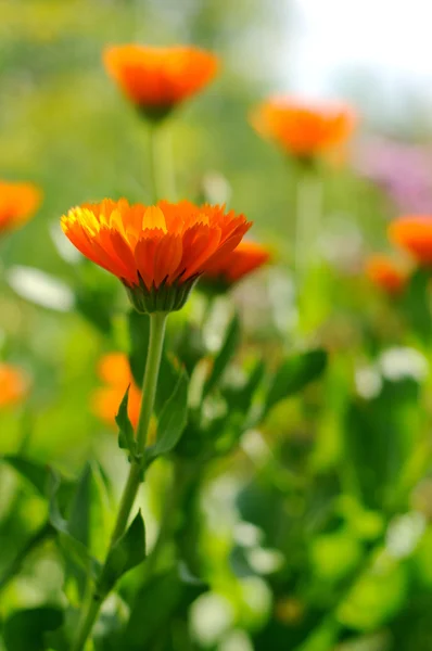 Heldere bloem van calendula — Stockfoto