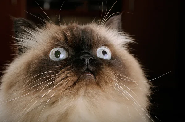 Retrato de gato birmano con ojos grandes —  Fotos de Stock