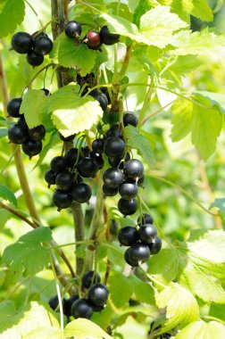 Siyah frenk üzümü Şubesi