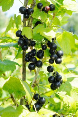 Siyah frenk üzümü Şubesi
