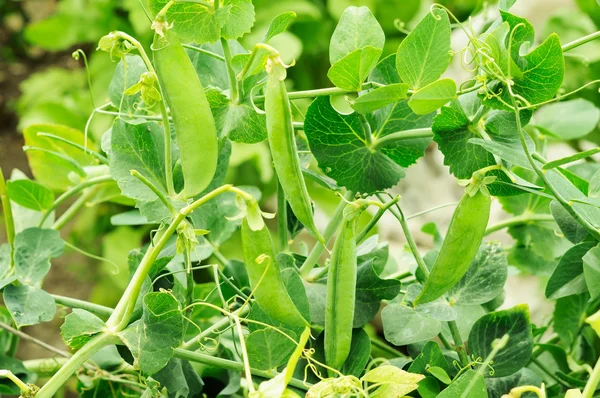 Bush of peas growing — Stock Photo, Image