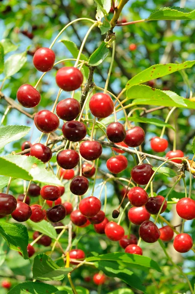 Rama de cereza madura — Foto de Stock