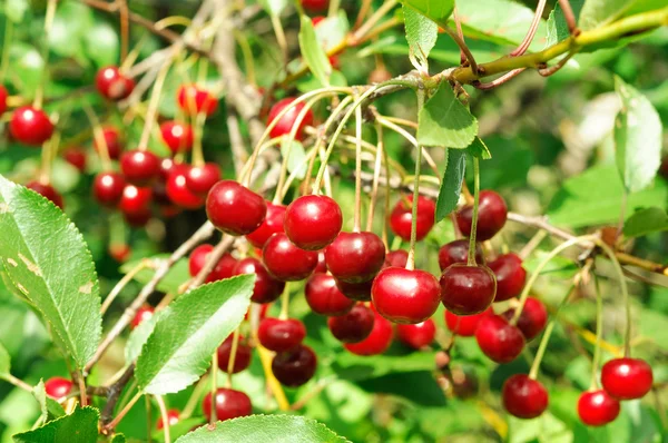 Rama de cereza madura — Foto de Stock