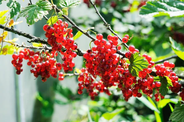 Branch of red currant — Stock Photo, Image