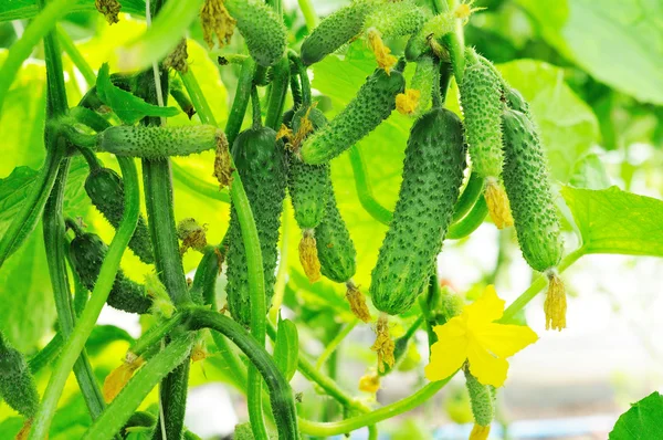 Genç salatalık büyüyen bir serada