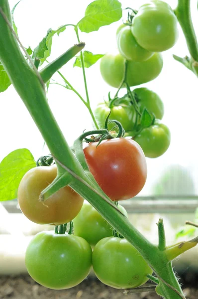 Branch of ready to ripen tomatoes — Stock Photo, Image