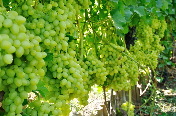 Plantação de uvas verdes — Fotografia de Stock