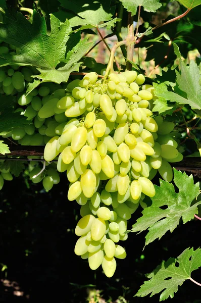 Um bando de uvas brancas — Fotografia de Stock