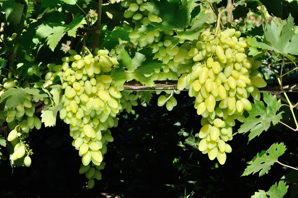 Due grappoli di uva bianca — Foto Stock