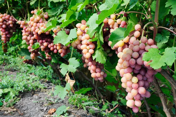 Rangée de raisins roses — Photo