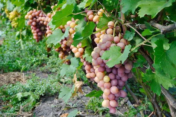 Rząd różowy winogron — Zdjęcie stockowe