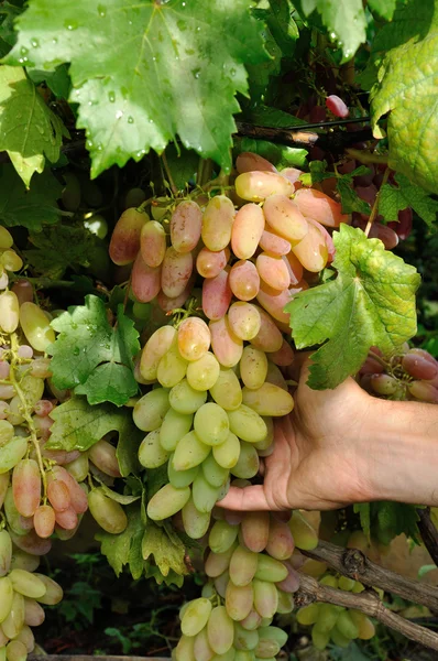 Cluster of pink grape in arm — Stock Photo, Image