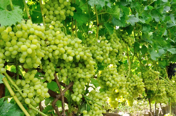 Wiersz z zielonych winogron — Zdjęcie stockowe