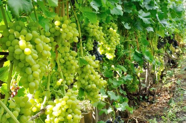Wiersz niebieski i zielony winogron — Zdjęcie stockowe