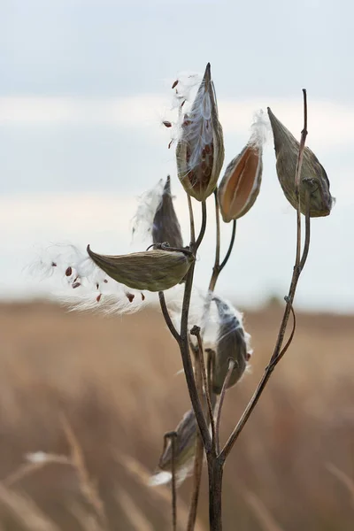 Asclepias Syriaca Известный Обычный Молочный Сорняк Цветок Бабочки Зрелой Стадии Стоковая Картинка