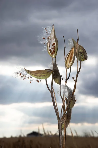 Asclepias Syriaca Γνωστή Κοινή Milkweed Πεταλούδα Λουλούδι Ώριμο Στάδιο Κάτω Φωτογραφία Αρχείου