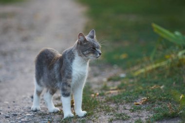 Beyaz ve gri kedi sokakta yürüyor