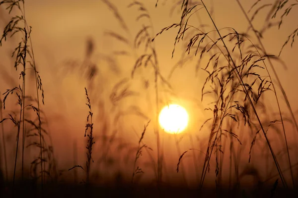 Güneş günün sonunda çimlerin arkasında saklanıyor.