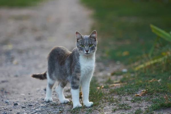 Gatto Bianco Grigio Che Cammina Lungo Una Strada — Foto Stock