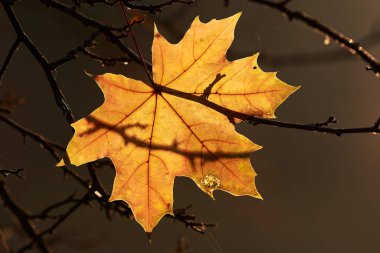 Son düşen sarı akçaağaç dallarda yapraklar