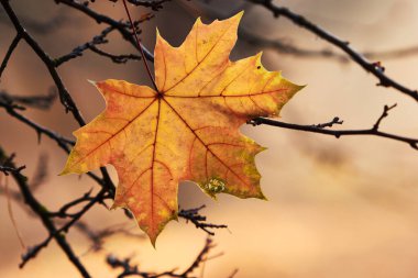 Son düşen sarı akçaağaç dallarda yapraklar