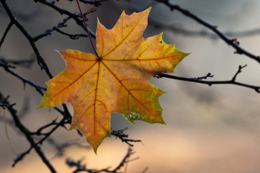 Son düşen sarı akçaağaç dallarda yapraklar