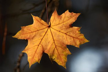 Son düşen sarı akçaağaç dallarda yapraklar