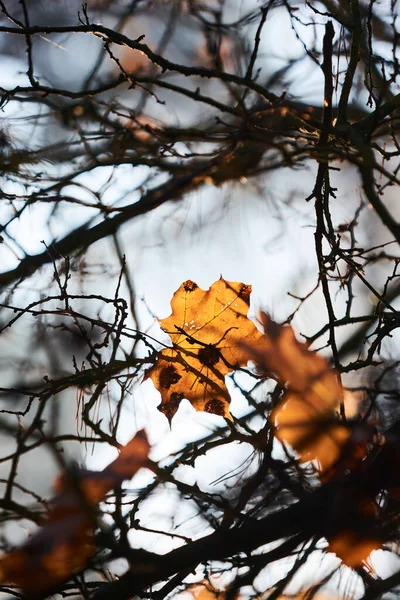 Last Fallen Yellow Maple Leaves Branches — Stock Photo, Image