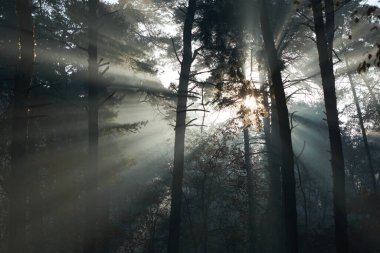 Güneş ışınları sabah ormanlarında ağaçların ve sislerin arasından geçiyor.