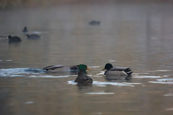 Troupeau Canards Sur Lac Brumeux Automne — Photo