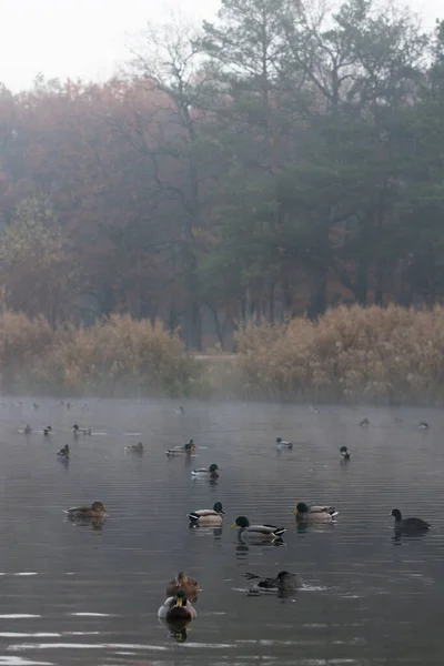 Duck Flock Autumn Fogy Lake — Stock Photo, Image