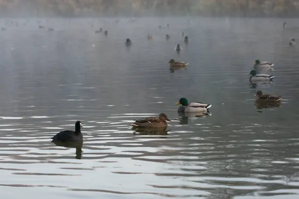 秋雾湖上的鸭群 — 图库照片