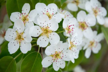 Baharda armut ağacında beyaz çiçekler