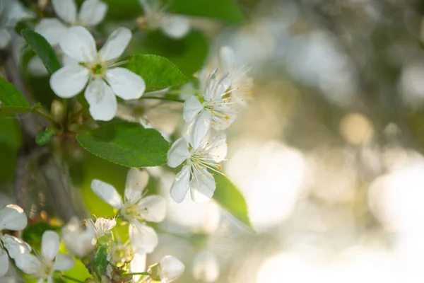 春梅树上的白花 — 图库照片