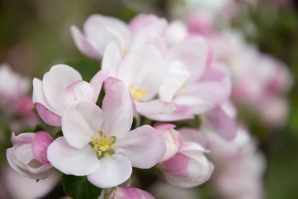 Rosa Blommor Äppelträdet Våren — Stockfoto