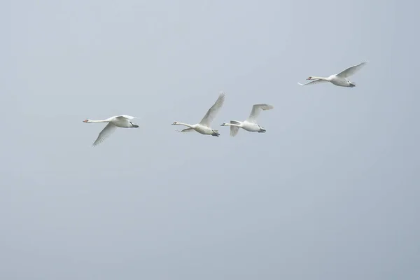 Vier Weiße Schwäne Fliegen Den Himmel — Stockfoto