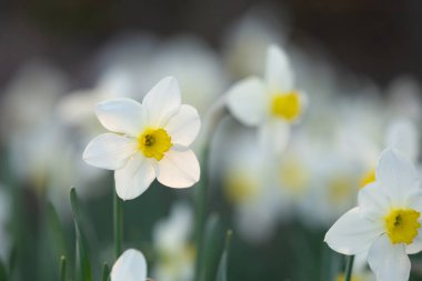 Çiçek tarhında büyüyen beyaz nergis çiçekleri