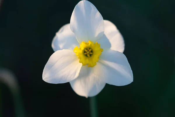Eine Weiße Narzissenblüte Auf Weißem Hintergrund — Stockfoto