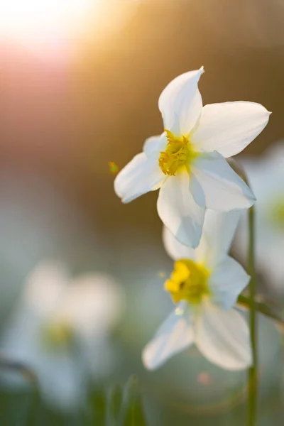 Daffodil Flowers Background Setting Sun — Photo