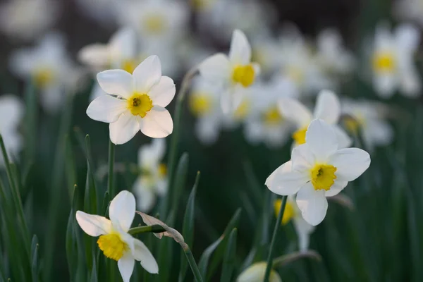 White Daffodil Flowers Growing Flowerbed — Stock Photo, Image