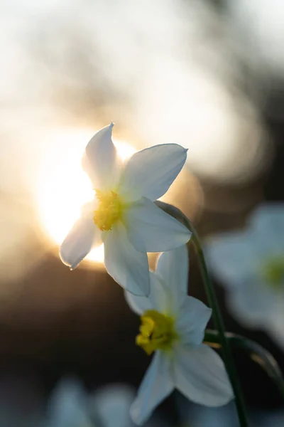 Daffodil Flowers Background Setting Sun — Stock Photo, Image