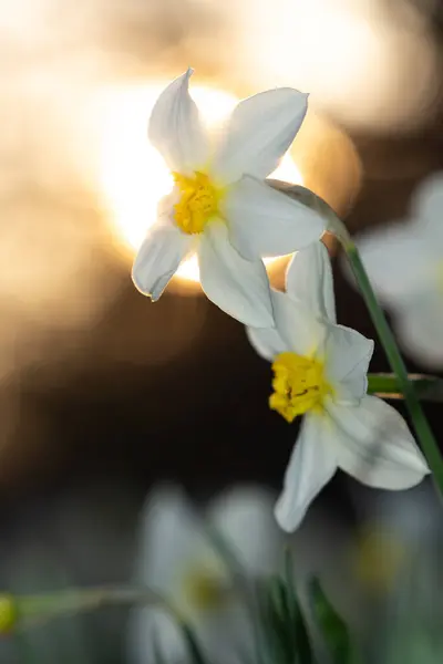 Flores Daffodil Contexto Pôr Sol — Fotografia de Stock