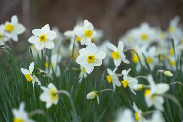 White Daffodil Flowers Growing Flowerbed — Foto de Stock