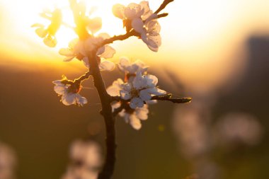 Kayısı çiçekleri güneş ışığıyla doludur.