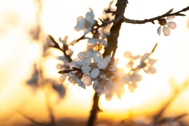 Kayısı çiçekleri güneş ışığıyla doludur.