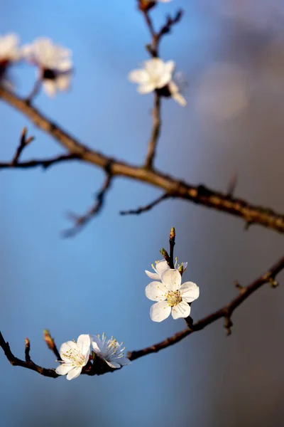 Blühender Zweig Des Aprikosenbaums — Stockfoto