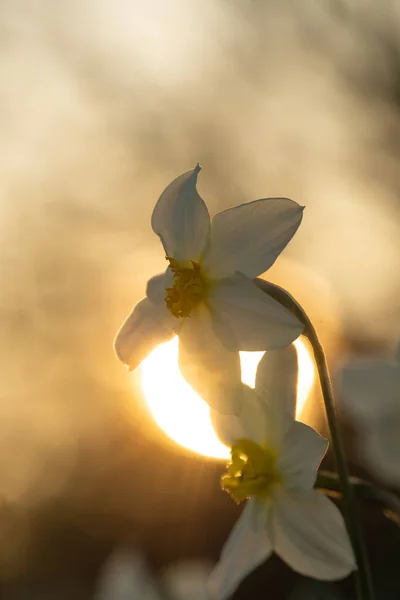 Daffodil Flowers Background Setting Sun — Zdjęcie stockowe