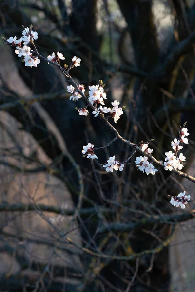 Blühender Zweig Des Aprikosenbaums — Stockfoto